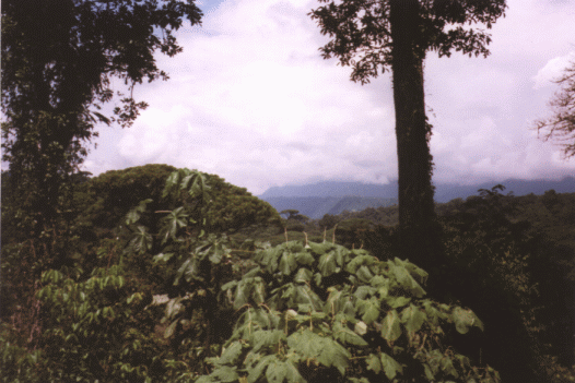 Regenwald bei San Jos�