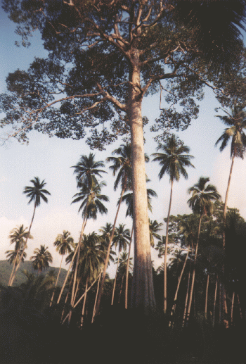 Dschungel auf Koh Samui