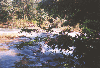 Agua Azul (2)